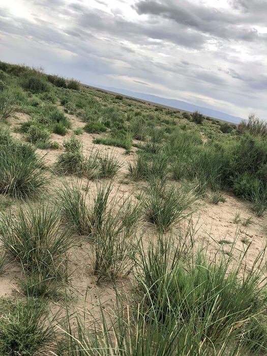 野生のモンゴリアンベリー