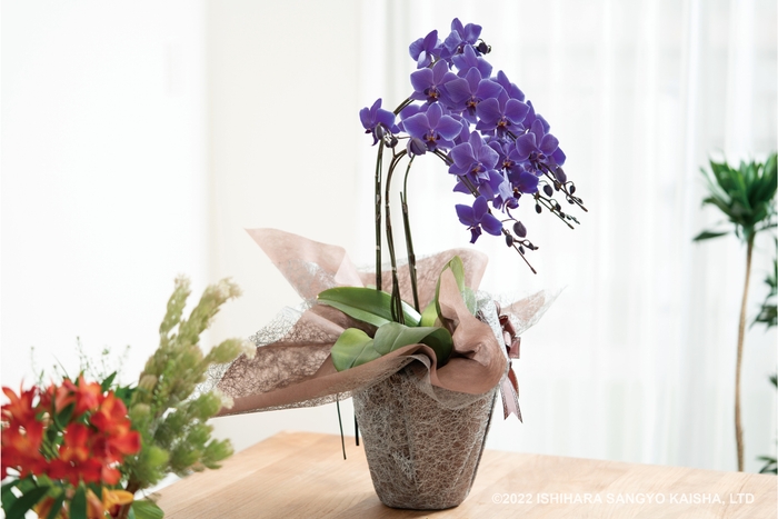 Blue Gene 商品イメージ写真(2)