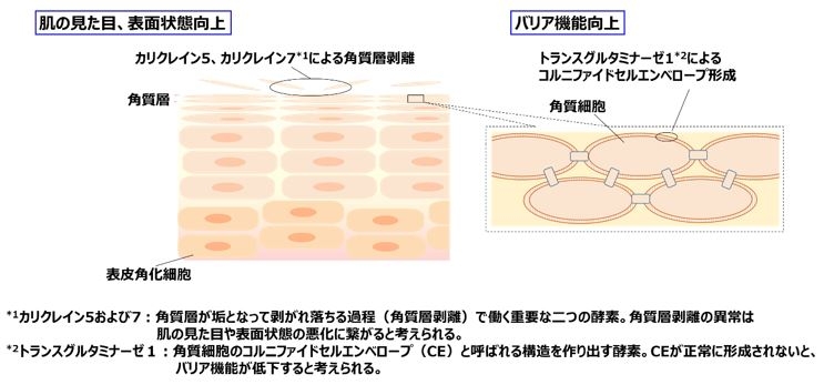 図2. カリクレイン5、カリクレイン7およびトランスグルタミナーゼ1の肌での働き