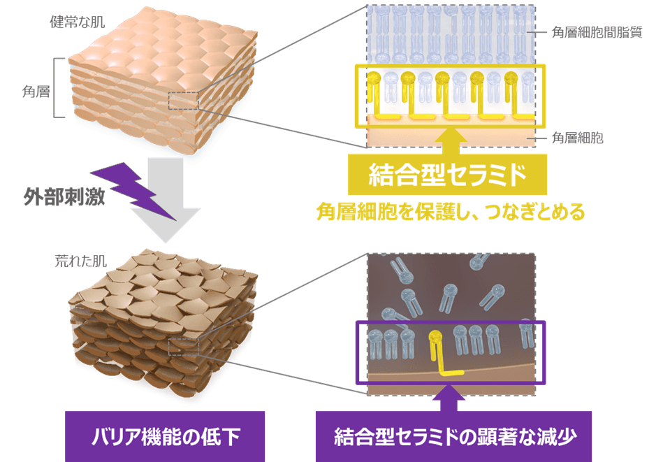 「セラミドと肌のバリア機能の関係」に関する研究成果の概要(イメージ)