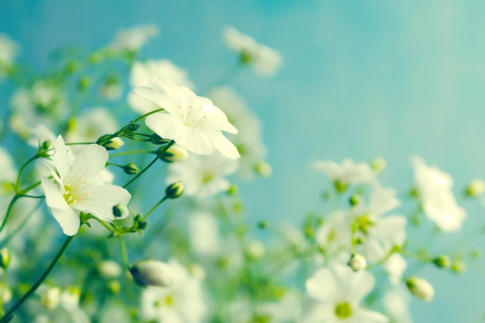 〈こだわりポイント4〉ホワイトフローラルの香り ※画像はイメージです。