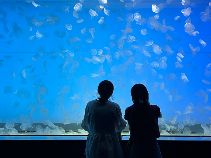 クラゲ大水槽「くらげ365」