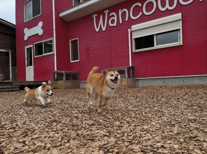 走る柴犬と子犬