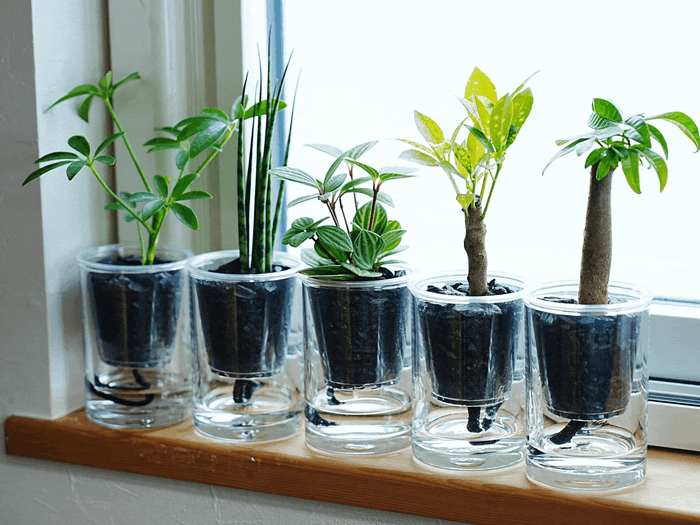 並び立つ姿はとても瑞々しい