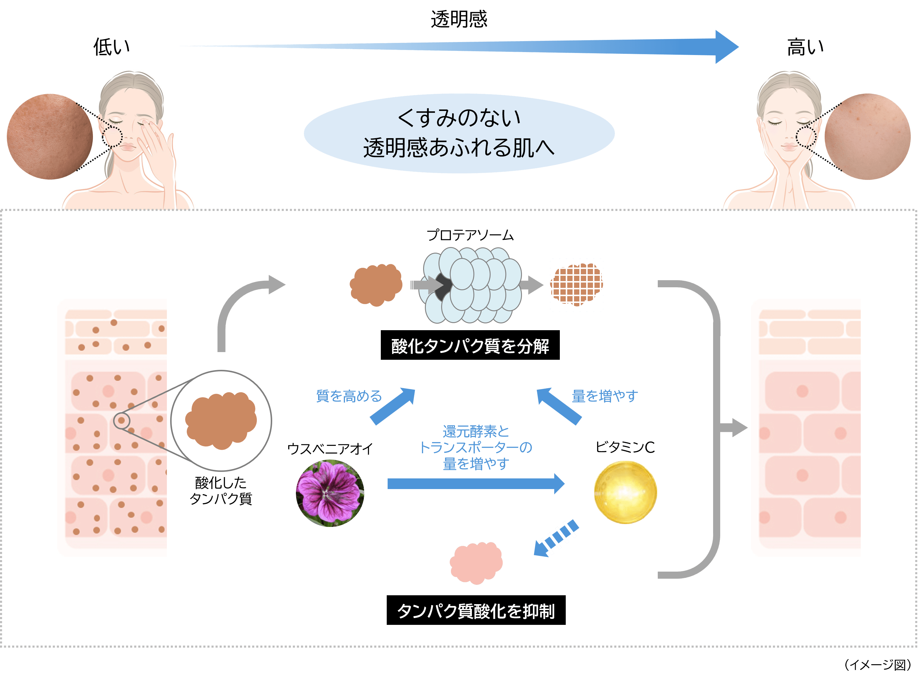 くすみのない透明感あふれる肌へ導くメカニズム