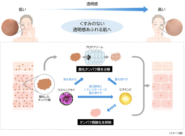 くすみのない透明感あふれる肌へ導くメカニズム