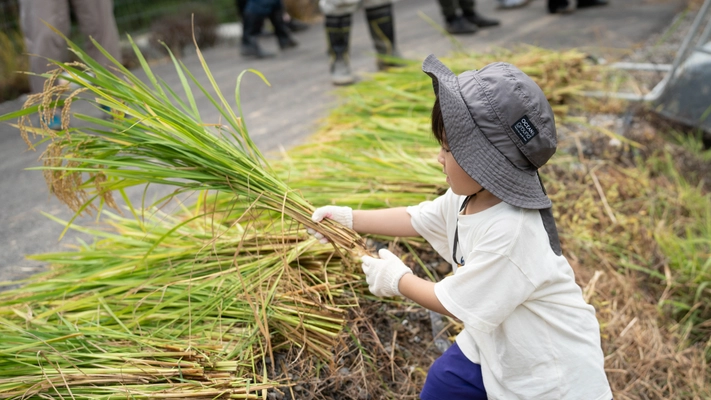 和歌山県日高町「小浦チャレンジファーム」、地域住民と共に自然循環型「れんげ米」の稲刈りイベントを実施