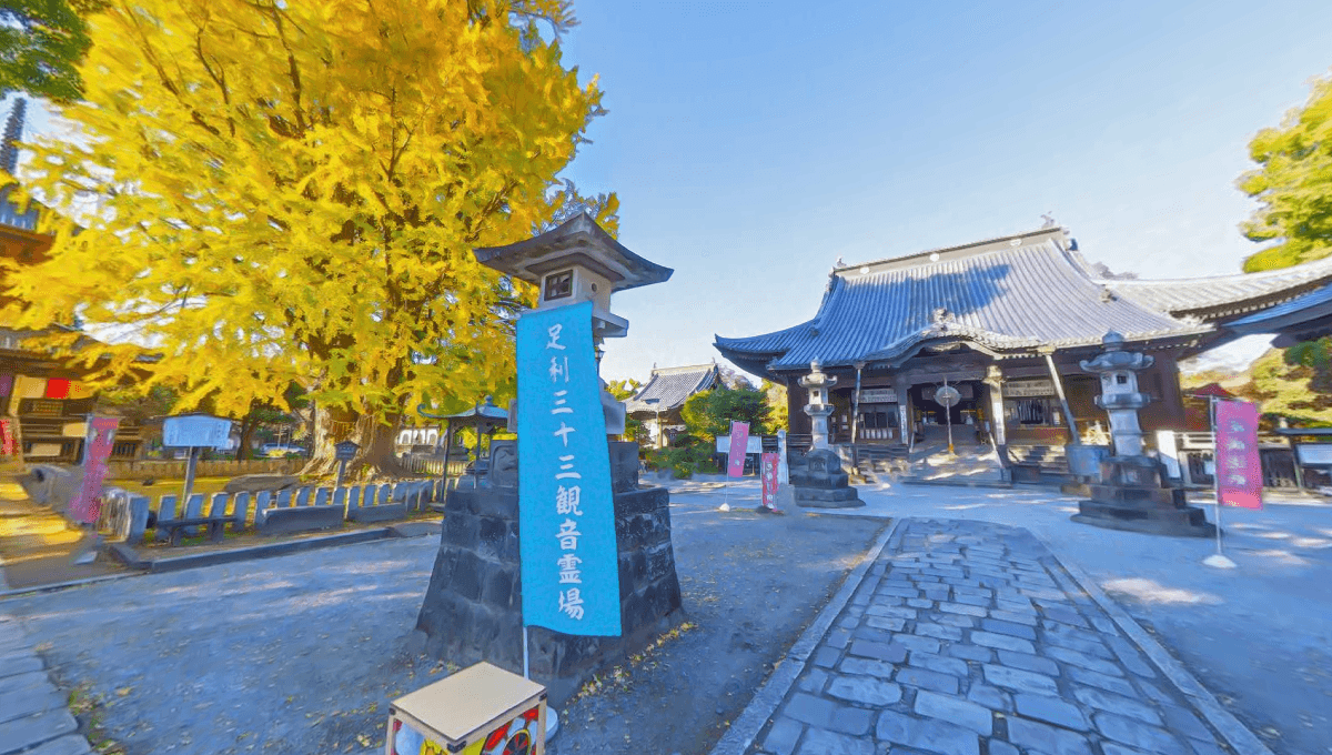 鑁阿寺|大銀杏と本堂