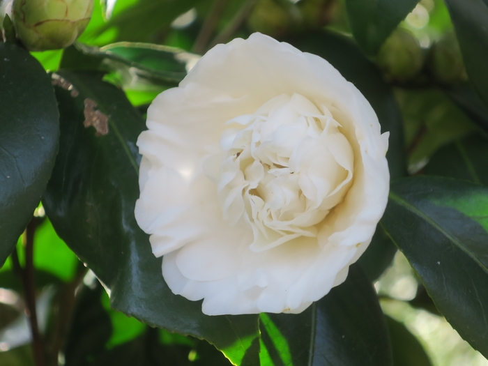 白獅子(ハクジシ)