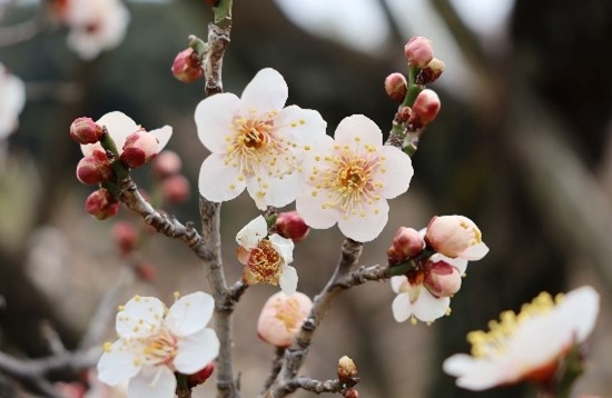 ウメ‘雲の曙’(令和4年度撮影)
