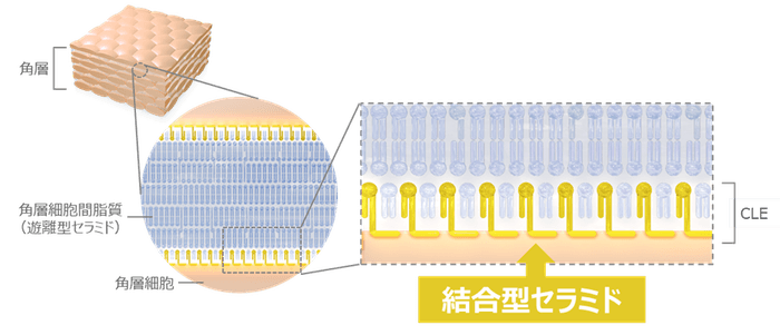 図1 角層における結合型セラミドの局在イメージ
