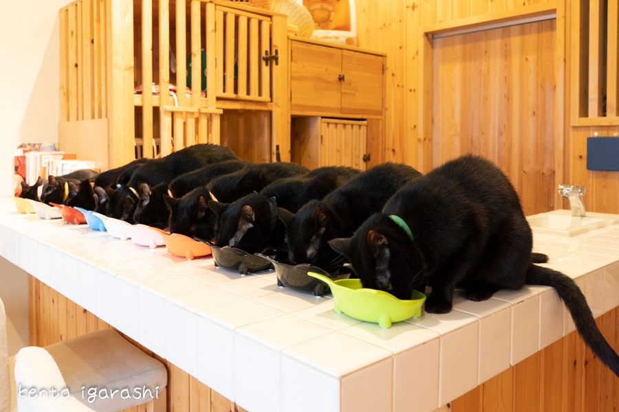 黒猫(猫カフェ ねこびやか)