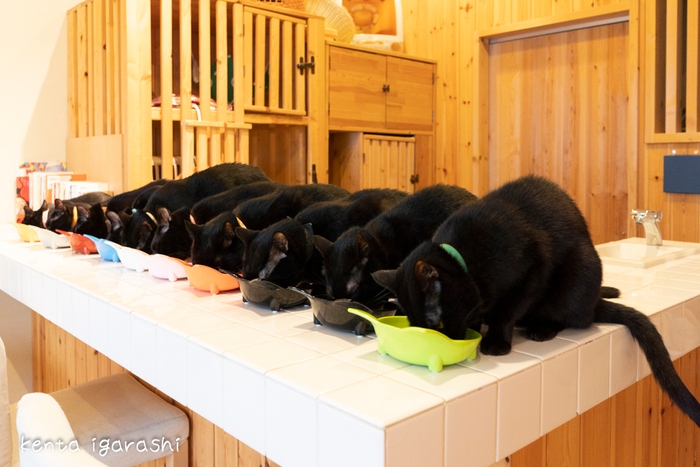 黒猫(猫カフェ ねこびやか)