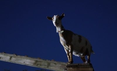 光る首輪をつけた「ホタヤギ」も登場予定!