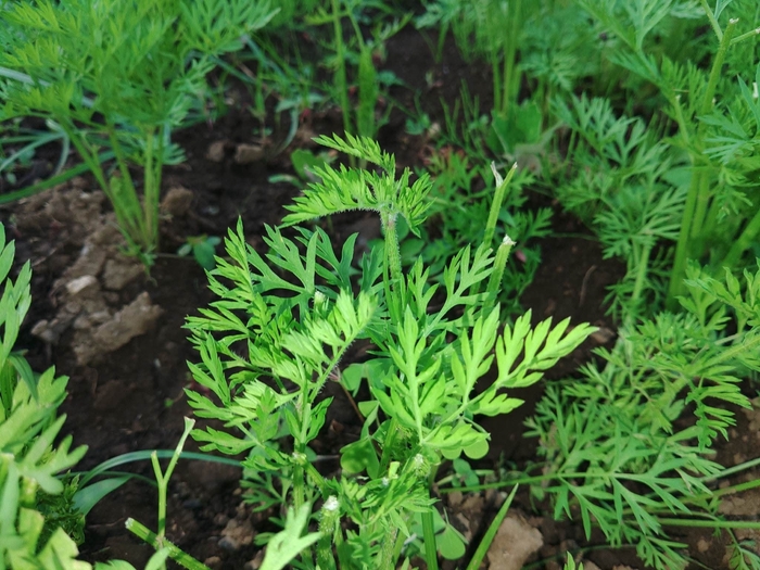 地元の旬野菜　人参