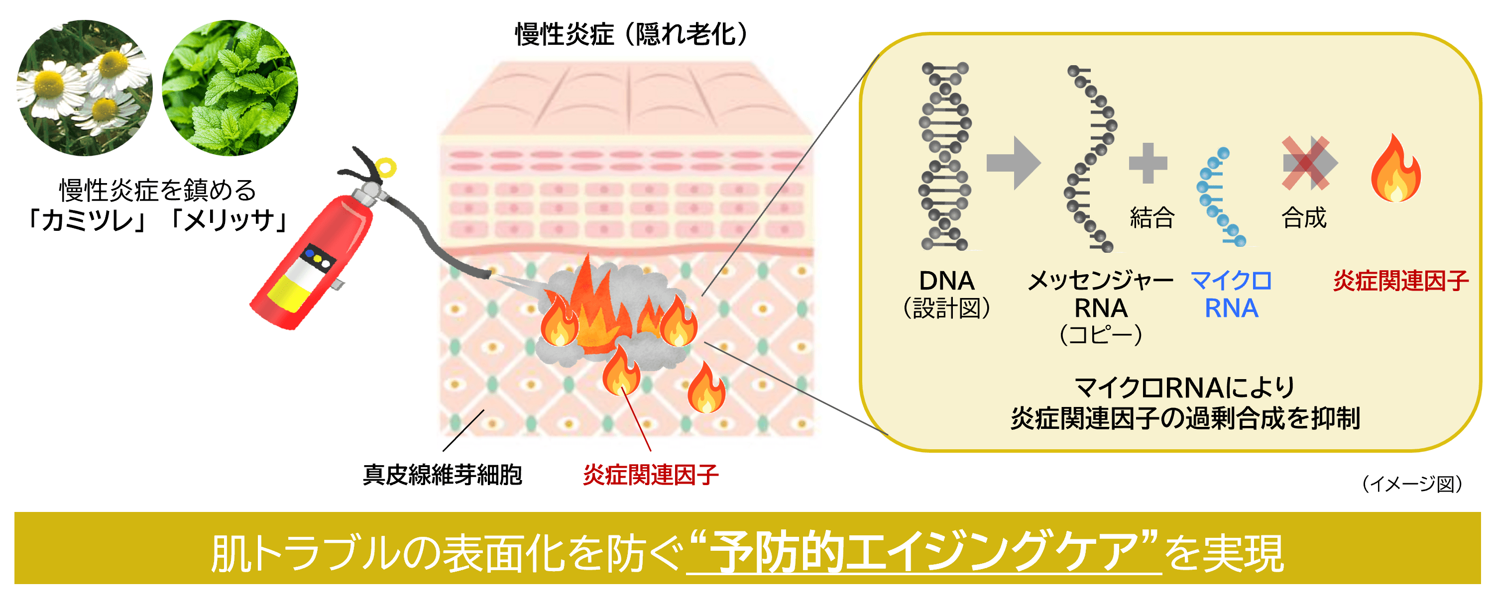 研究成果の概要