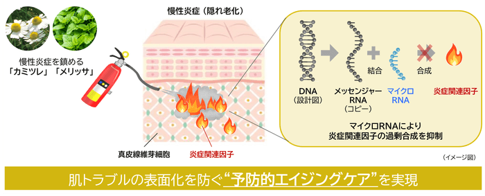 研究成果の概要
