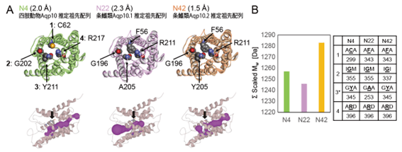 図2 推定祖先配列を用いたAqp10の分子計算による細孔構造予測と孔径、および細孔を形成するアミノ酸残基の分子量。(A)予測構造(上)と細孔予測(下)。各半径は上にある括弧内に記載。(B)ar/R選択フィルターを構成するアミノ酸残基の分子量の総和の比較。