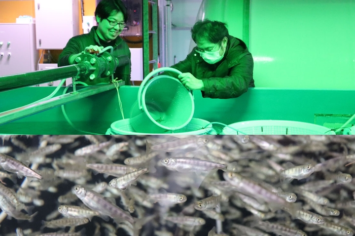 ㊤稚魚を大水槽に移す秋山さん(左)と石坂さん(右) ㊦孵化水槽の中で元気よく泳ぎ回る稚魚