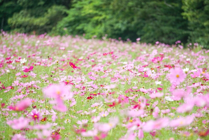一面に咲くコスモス:センセーション。