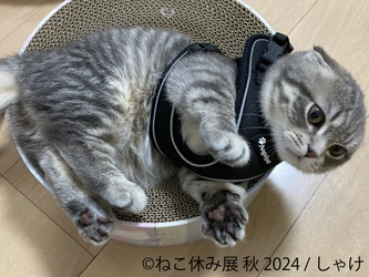 秋の新作満載！大人気企画「ねこ休み展」が名古屋に上陸！ 甘えん坊のスター猫やギャラリー7周年記念特典など盛りだくさん♪ 9月21日(土)～10月14日(月・祝)開催