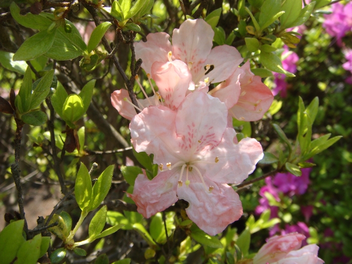 酔楊妃(すいようひ)