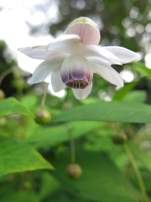 夏 レンゲショウマ