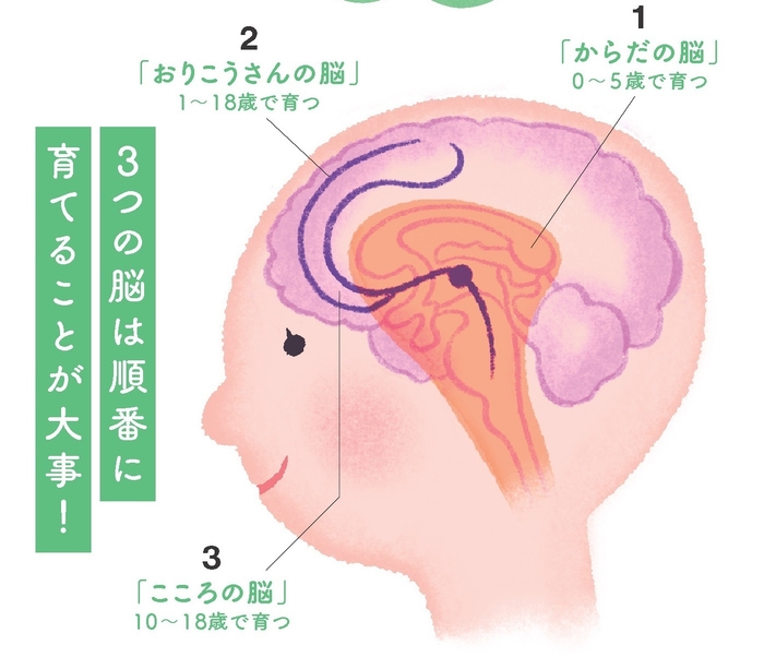 脳発達の3ステップ