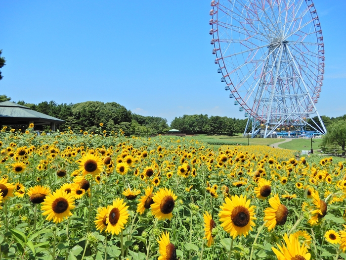 葛西臨海公園のひまわり花壇(昨年の様子)