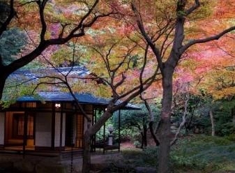 茶庭の紅葉(過去の様子)