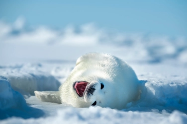 夏の特別企画展「生命のうた　高砂淳二写真展」　 福島県・喜多方市美術館にて8月3日より開催