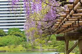 旧芝離宮恩賜庭園　春らんまん
～オリジナル手ぬぐい「庭園之景」、4月1日（水）発売開始～