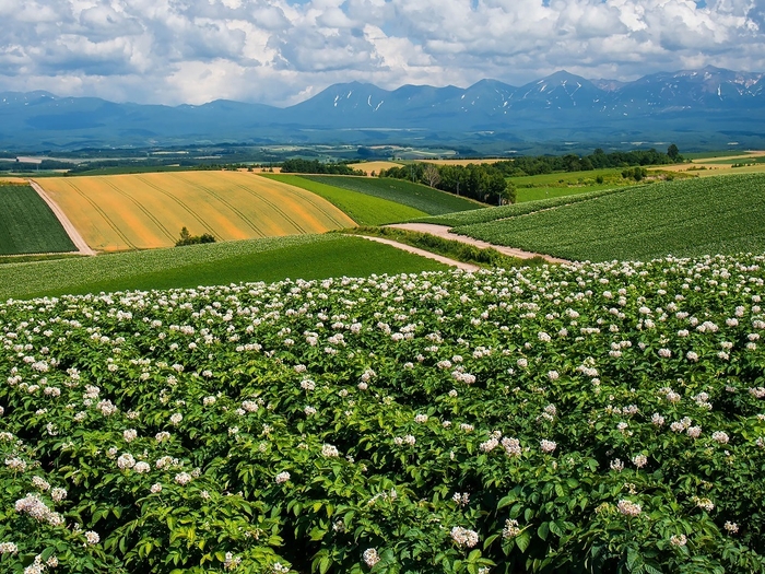 美瑛 じゃがいも畑