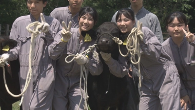 挑むは「和牛甲子園」高校生たちの熱き戦いの行方は？！『牛とＪＫ ～双子が挑む「和牛甲子園」への道～』