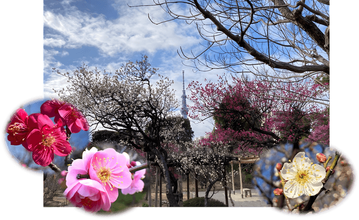 梅開花期の園内(昨年度の様子)