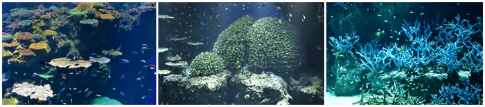 2024年11月にリニューアルオープンした、「グレート・バリア・リーフ」水槽