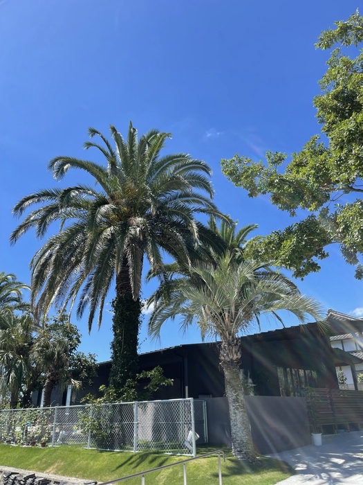 犬カフェ カタノダプラス(1)