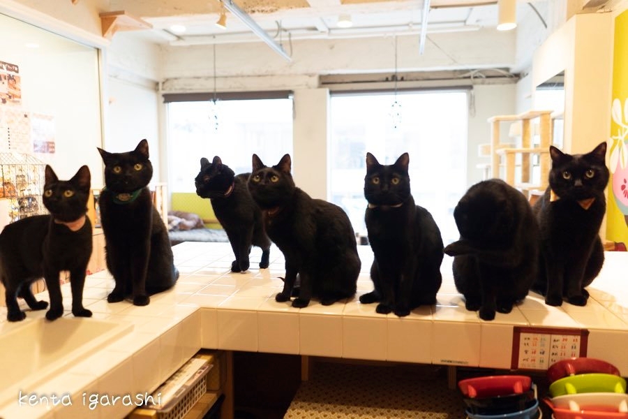 ねこびやか 黒猫