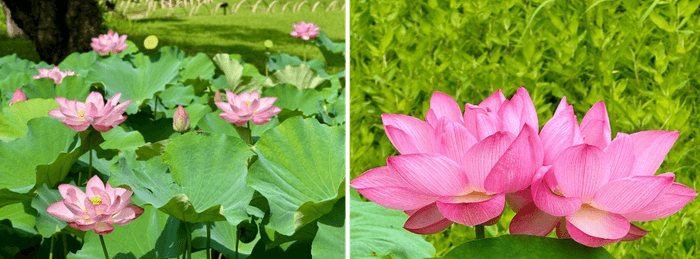 昨年の蓮池の様子