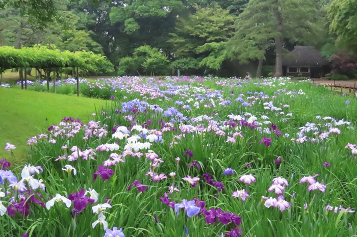 花菖蒲田の様子（6月3日撮影）