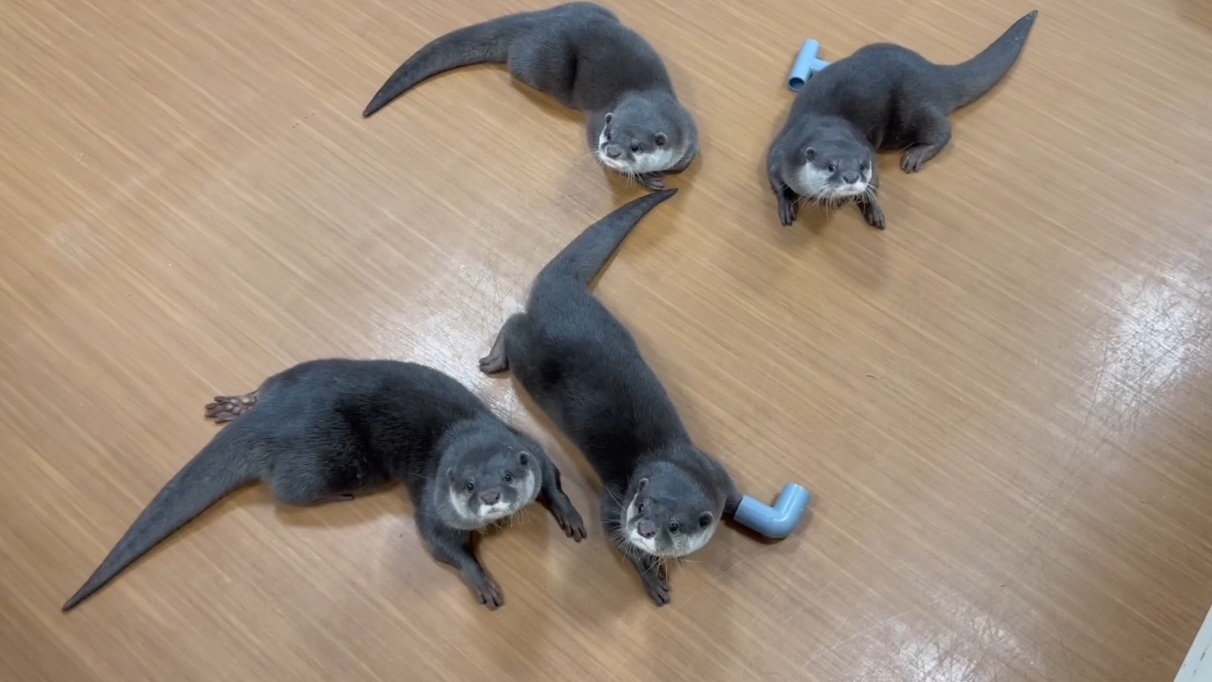 のんびりしているカワウソさん達