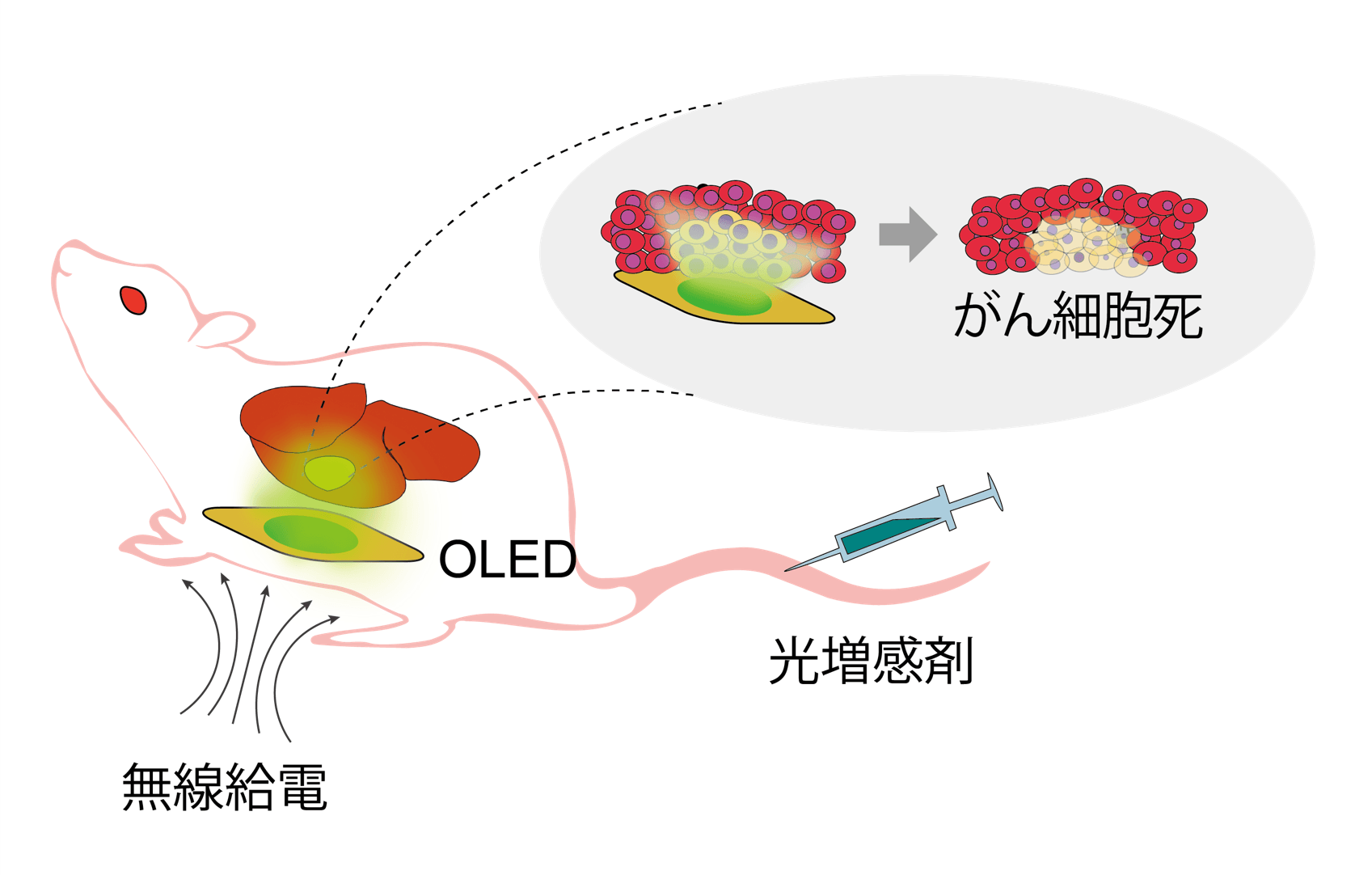 新しい光がん治療の概念図