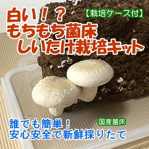 ＜新発売＞　キッチンで白いしいたけ！？　 採りたてホヤホヤな安心・安全・新鮮な 『白いもちもち菌床しいたけ栽培キット』発売！！