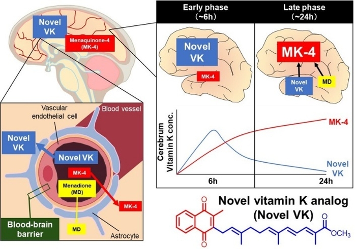 ビタミンK誘導体はMK-4に変換される。図中のグラフは、投与後24時間経過し誘導体の濃度が減衰した後でも、MK-4の濃度が高まっていることを示す