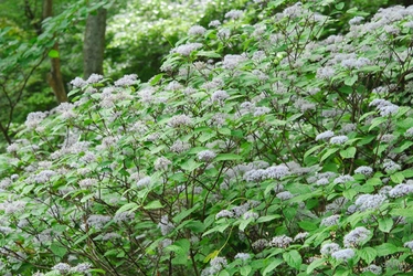 六甲高山植物園 梅雨を彩る優しい香り 六甲山自生 コアジサイの花が見頃です