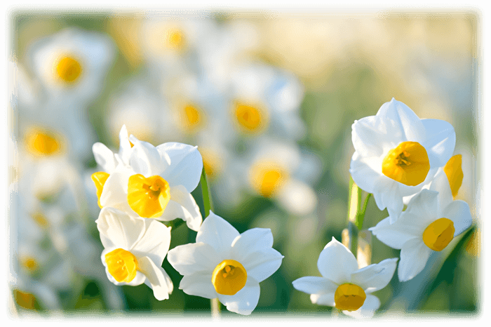 葛西臨海公園のスイセン(令和6年2月の様子)