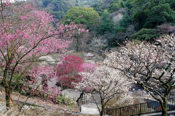 毎年人気の梅まつり