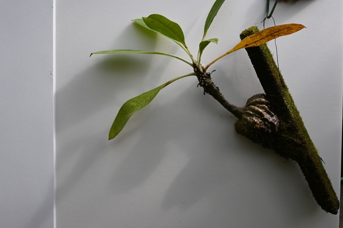 02アリ植物の一種・ミルメコディア　ツベロサ