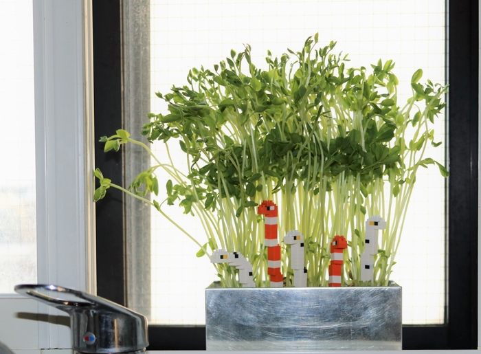 【Photo 準グランプリ】窓辺で育てておるのよ~