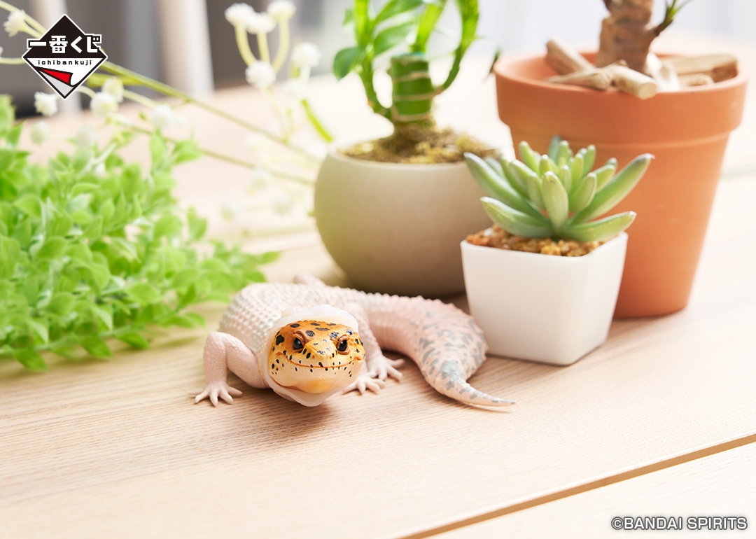 B賞:ヒョウモントカゲモドキ フィギュア~脱皮中~(イメージ)